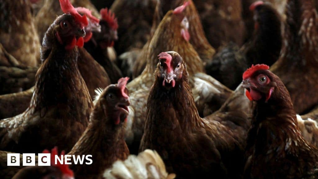 Bird flu confirmed at commercial poultry premises near Lakenheath