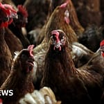 Bird flu confirmed at commercial poultry premises near Lakenheath